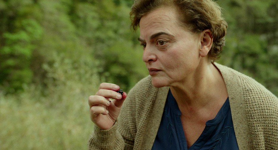 Kos v ostružiní
(2024)