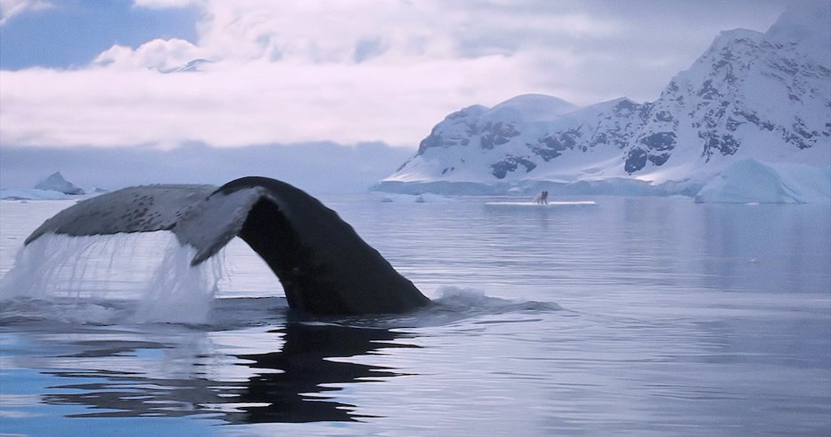 Max a Mája: Příběh lištiček
(2024)