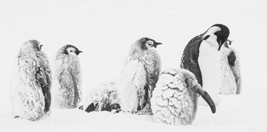 Volání Antarktidy
(2024)